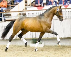 stallion Sir Schneiders (Hanoverian, 2014, from Sir Donnerhall I)