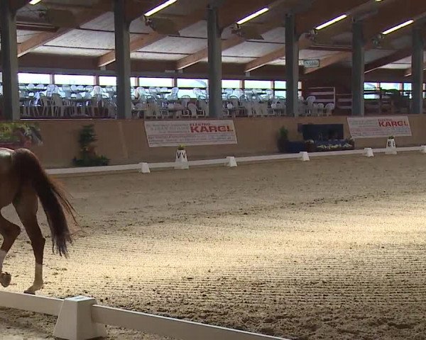 FEI Reitturnier Wiener Neustadt (AUT) 2019