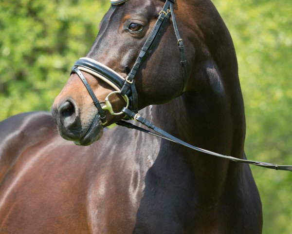 stallion Lacassini (Rhinelander, 1998, from Lanciano)