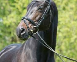 stallion Royal Angel (Rhinelander, 1998, from Rohdiamant)