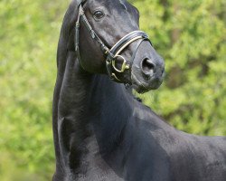 stallion Ribery Gold (Rhinelander, 2006, from Riccio)