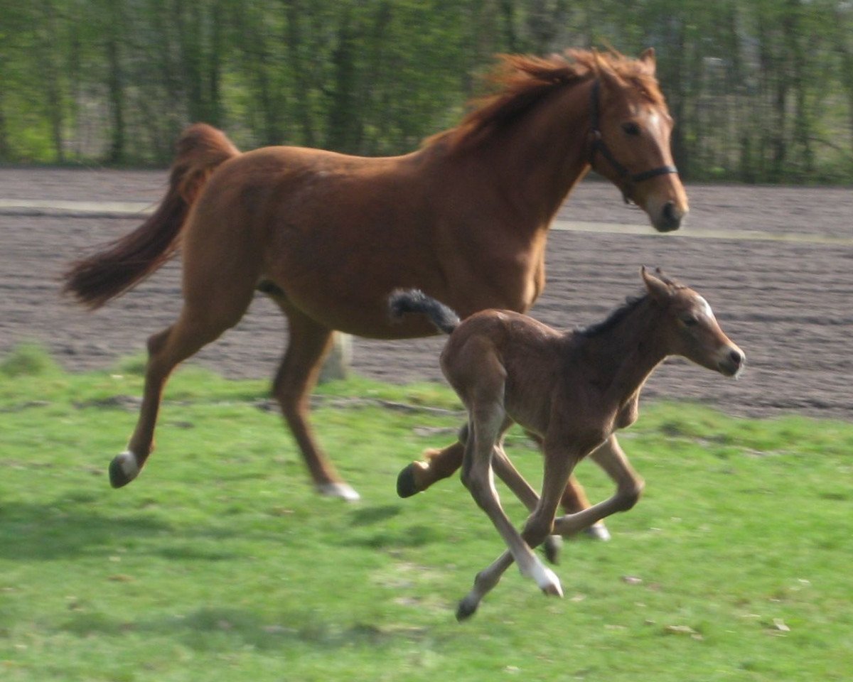 Zuchtstute Letizia (Westfale, 2002, von Laurentianer)