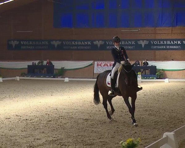 FEI Reitturnier Wiener Neustadt (AUT) 2019