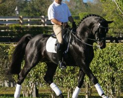 stallion Maybach (Westphalian, 2001, from Münchhausen)