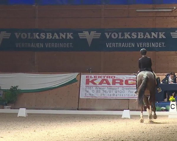 FEI Reitturnier Wiener Neustadt (AUT) 2019
