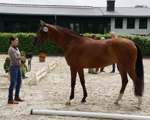 broodmare Debby (Hanoverian, 2013, from Don Index)