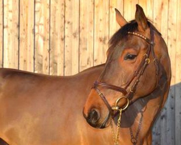 Springpferd Calinka du Bois des Isnes (Belgium Sporthorse, 2008, von Radco d'Houtveld)