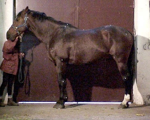 stallion Uptolove Fontaine (Selle Français, 1986, from Le Tôt de Semilly)