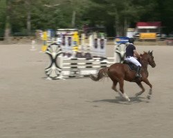 jumper Velios D'Amezule (Selle Français, 2009, from Helios de la Cour II)