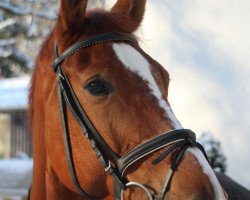 jumper Cassissee (Zangersheide riding horse, 2006, from Commander 15)