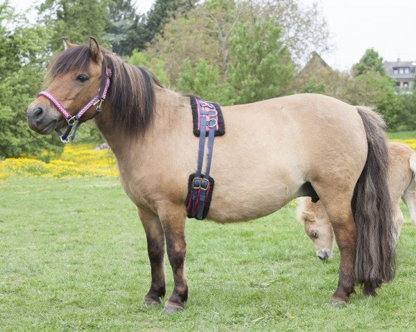 Zuchtstute Taikwanda vam Keizershof (Shetland Pony,  , von Orlando van Stal Westerwolde)