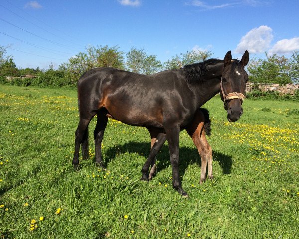 broodmare Abiola (KWPN (Royal Dutch Sporthorse), 2005, from Indoctro)