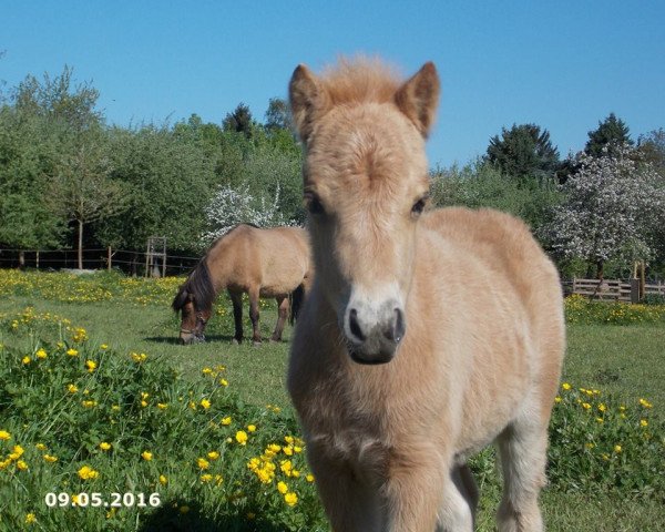 Springpferd Greylight Valentin (Shetland Pony, 2016, von Vulkan vom Melkweg)