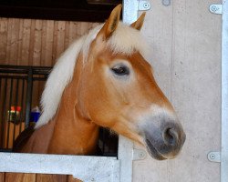 horse Fanta H (Haflinger, 2010, from Selection)