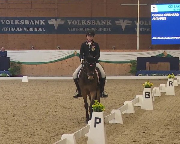 FEI Reitturnier Wiener Neustadt (AUT) 2019