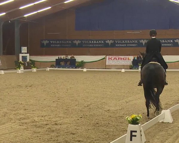 FEI Reitturnier Wiener Neustadt (AUT) 2019