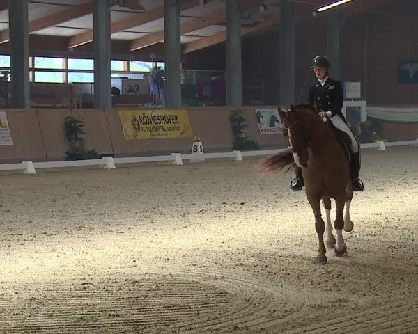 FEI Reitturnier Wiener Neustadt (AUT) 2019