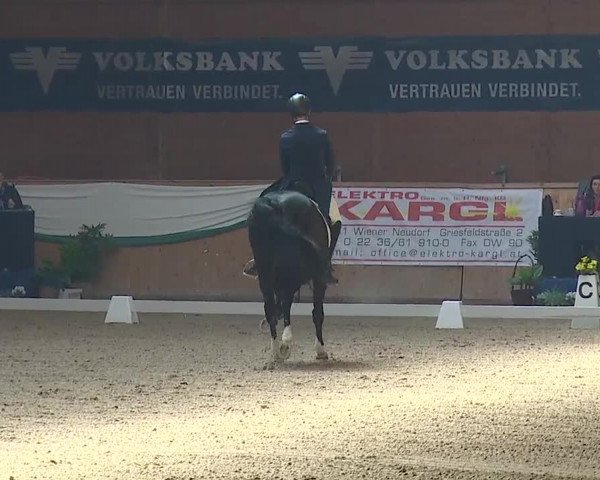 FEI Reitturnier Wiener Neustadt (AUT) 2019