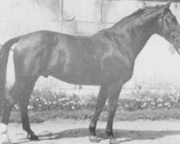 stallion Farceur (Selle Français, 1971, from Mexico)
