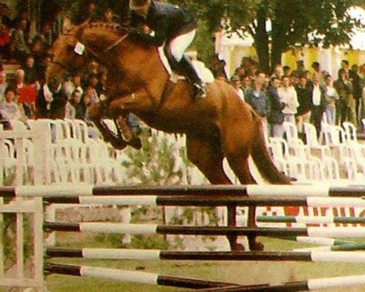 Deckhengst Bellino (Selle Français, 1989, von Double Espoir)