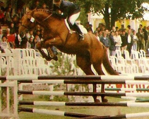 stallion Bellino (Selle Français, 1989, from Double Espoir)