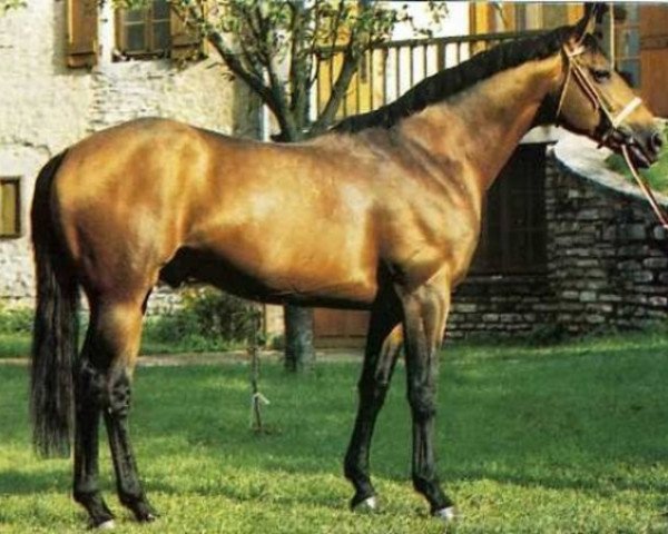 stallion Fidelio du Donjon (Selle Français, 1993, from If De Merze)