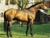 stallion Fidelio du Donjon (Selle Français, 1993, from If De Merze)