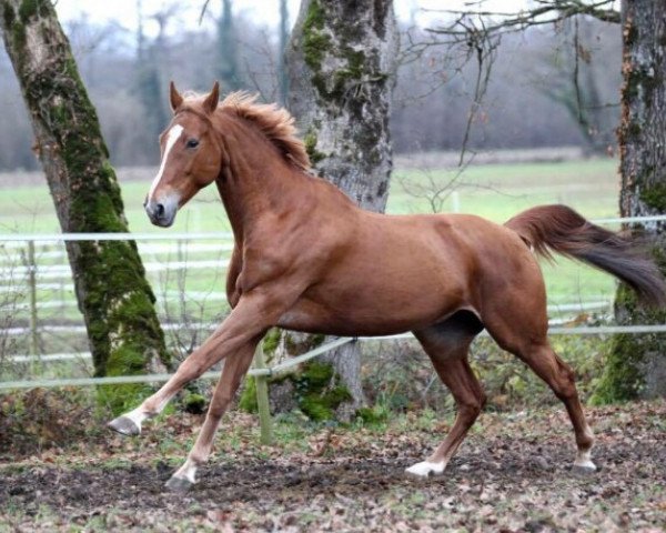 broodmare Origine d'Elle (Selle Français, 2002, from Scherif d'Elle)