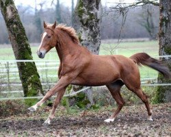 broodmare Origine d'Elle (Selle Français, 2002, from Scherif d'Elle)