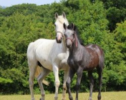 broodmare Sidney IV (Holsteiner, 2002, from Calido I)