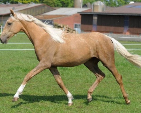 broodmare Hilkens Alisha (Westphalian, 2012, from Rff The Alchemist xx)