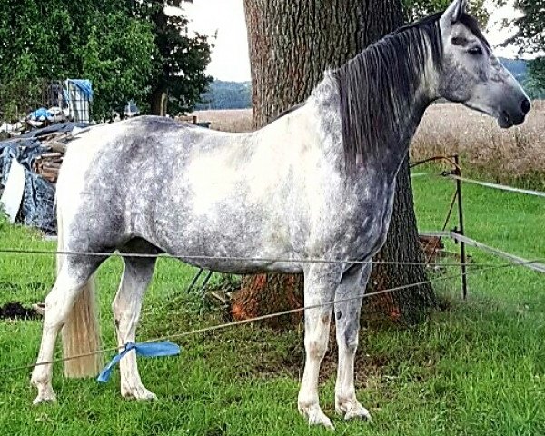 Pferd Monty, *2010 (Barockpinto, 2010, von Jackaro de Finca Barroco)