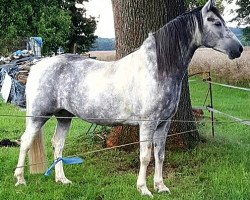 horse Monty, *2010 (Pinto, 2010, from Jackaro de Finca Barroco)