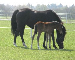 Zuchtstute Hilkens Supreme Delight (Deutsches Reitpony, 2010, von Nemax)