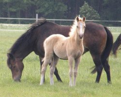 broodmare Mona (Westphalian, 1990, from Matcho)