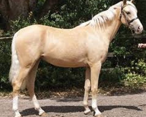 dressage horse Hilkens Mighty Gold (German Riding Pony, 2008, from Joldis Charmant)