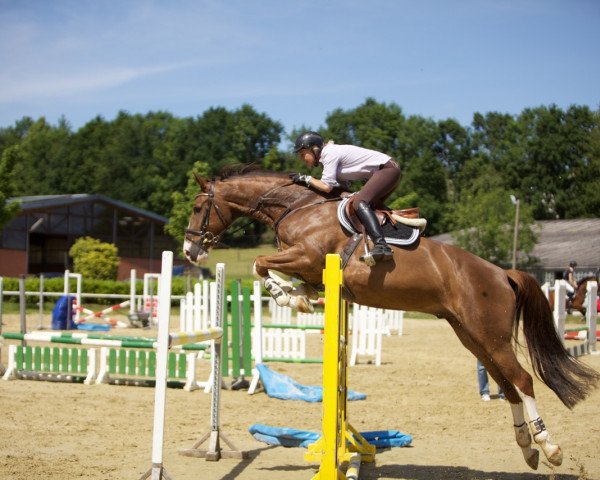 jumper Lennox 354 (Oldenburg show jumper, 2009, from Ludwigs As)