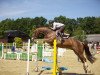 jumper Lennox 354 (Oldenburg show jumper, 2009, from Ludwigs As)