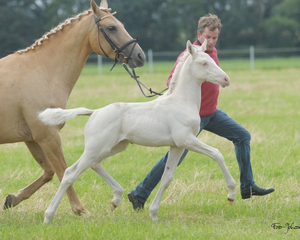 stallion Hilkens All Cream (Westphalian, 2012, from Rff The Alchemist xx)