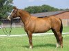 broodmare Abigale (Rhinelander, 1994, from Akzent II)