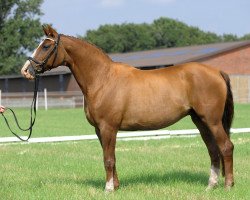 broodmare Abigale (Rhinelander, 1994, from Akzent II)