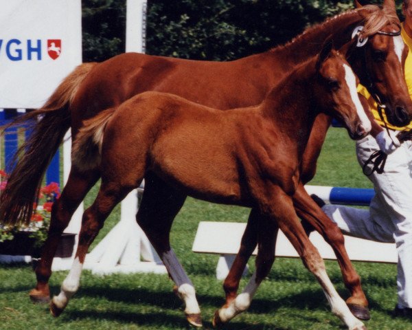 broodmare Belle Amie (German Riding Pony, 1995, from Nightstar)