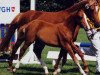 broodmare Belle Amie (German Riding Pony, 1995, from Nightstar)