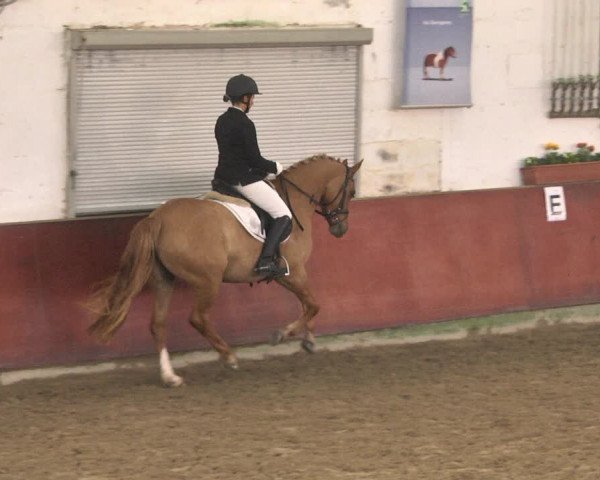 Reitturnier Neunkirchen-Furpach 2019