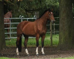 broodmare Olora (German Warmblood, 1992, from Grossist 1393)