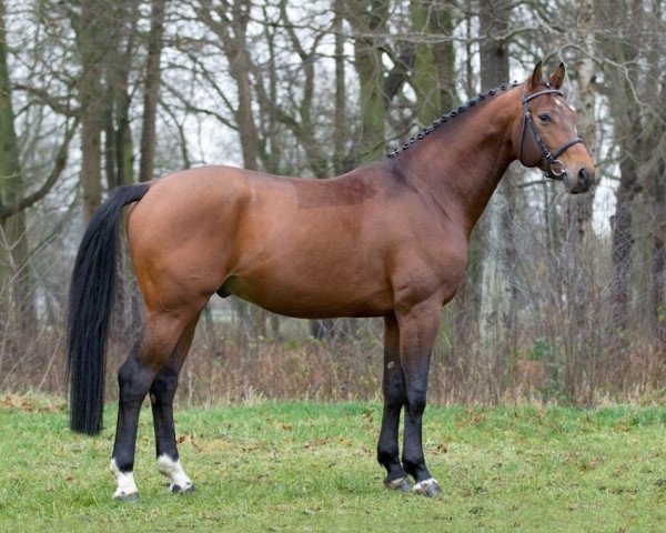 stallion Last Man (Hanoverian, 2011, from Last Mans Hope)