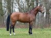 stallion Last Man (Hanoverian, 2011, from Last Mans Hope)