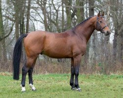 stallion Last Man (Hanoverian, 2011, from Last Mans Hope)