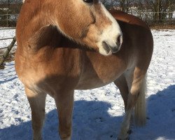 dressage horse Nelson 219 (Haflinger, 2003, from Nobilis)