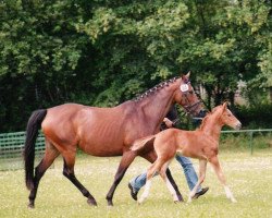 broodmare Filia (Saxony-Anhaltiner, 1999, from Ferman)